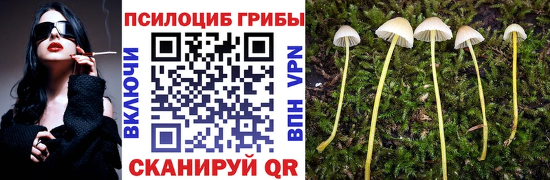 Псилоцибиновые грибы Cubensis  Тогучин 